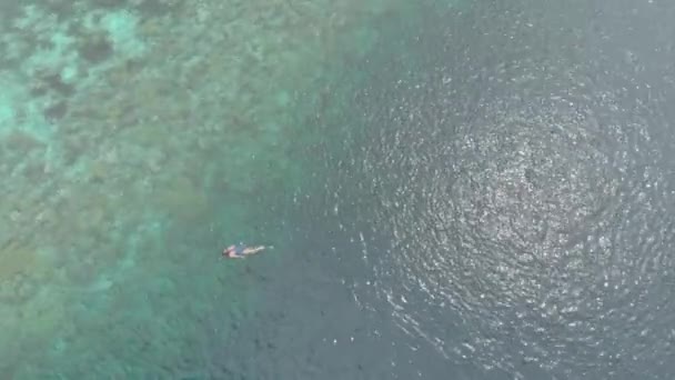 Aéreo Mulher Snorkeling Recife Coral Tropical Caribe Mar Indonésia Sulawesi — Vídeo de Stock