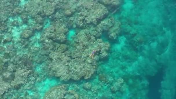 Aéreo Mulher Snorkeling Recife Coral Tropical Caribe Mar Azul Turquesa — Vídeo de Stock