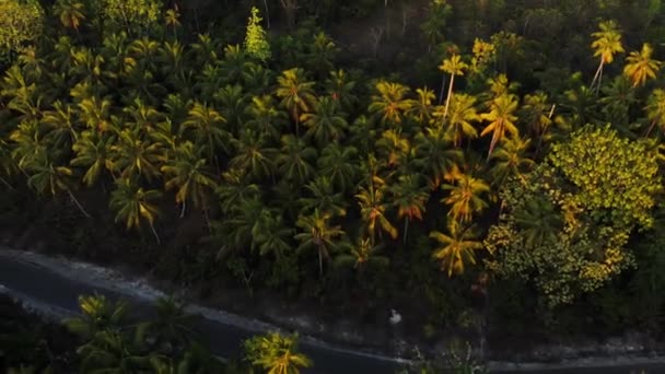 未受污染的白沙滩日落在瓦布凯群岛马鲁库印尼棕榈树林绿松石水无人 原生电影式 Log 颜色配置文件 — 图库视频影像
