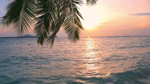 Slow Motion Sunset Tropical Beach Coconut Palm Tree Frond Turquoise — Stock Video