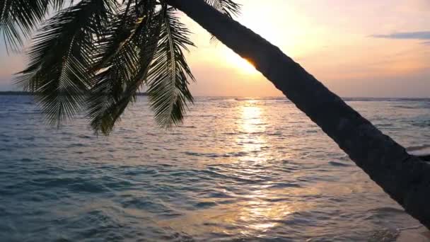 Movimento Lento Pôr Sol Praia Tropical Coco Palmeira Fronde Água — Vídeo de Stock