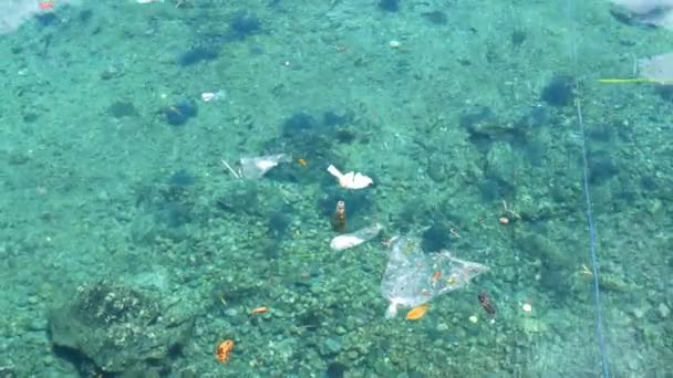 Basura Flotando Superficie Del Agua Mar Tropical Caribeño Transparente Problema — Vídeos de Stock