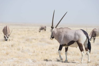 Oryx ayakta renkli peyzaj görkemli etkin Milli Parkı, en iyi seyahat hedef Namibya, Afrika.