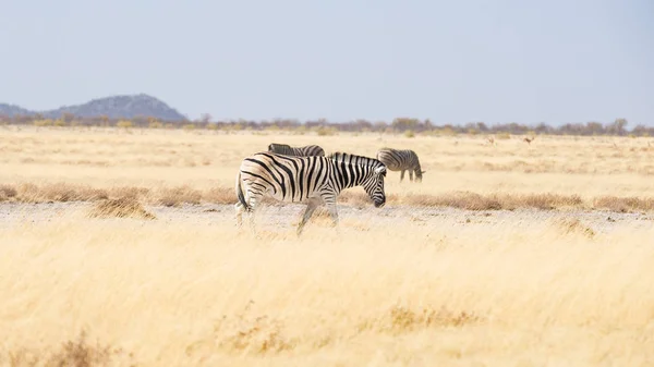 Cebras pastando en el monte, sabana africana. Safari de Vida Silvestre, Parque Nacional Etosha, Reservas de Vida Silvestre, Namibia, África . — Foto de Stock