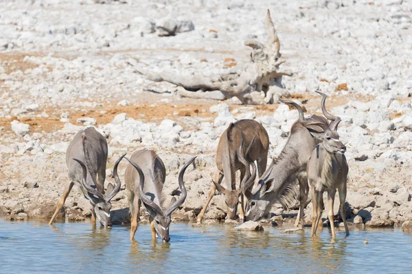 Manada de Kudu bebiendo del pozo de Okaukuejo. Safari de Vida Silvestre en el Parque Nacional Etosha, majestuoso destino turístico en Namibia, África . — Foto de Stock