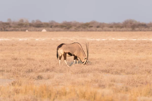 Oryx steht in der farbenfrohen landschaft des majestätischen etosha nationalparks, bestes reiseziel in namibia, afrika. — Stockfoto