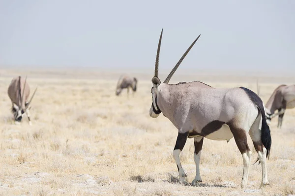 Oryx στέκεται στο πολύχρωμο τοπίο από το μεγαλοπρεπή Etosha Εθνικό πάρκο, καλύτερο ταξιδιωτικό προορισμό στη Ναμίμπια, Αφρική. — Φωτογραφία Αρχείου
