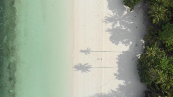 航空写真 ターコイズブルーの水白い砂浜の熱帯ビーチサンゴ礁パシルパンジャンケイ諸島マルクモルッカス諸島インドネシアで歩く女性 ネイティブシネのようなD Logカラープロファイル — ストック動画
