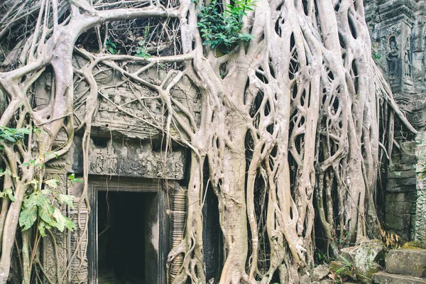 Ta Prohm famous jungle tree roots embracing Angkor temples, revenge of nature against human buildings, travel destination Cambodia.