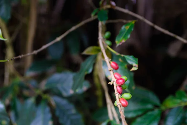 Plante de café fermer branche portant des grains de café rouge et vert sur fond naturel foncé. Industrie agricole plantation en Indonésie . — Photo