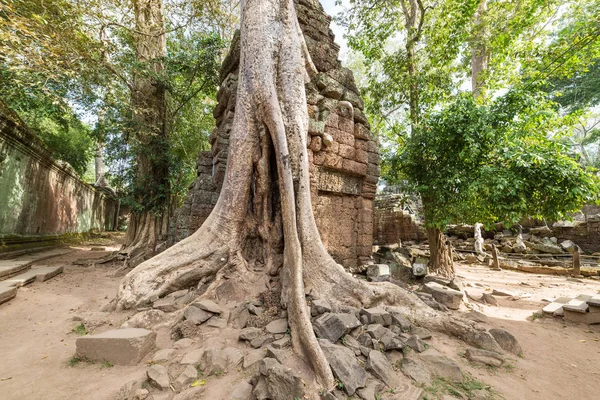 Hedef Kamboçya Angkor tapınakları, doğaya karşı insan binalar, intikamı kucaklayan Ta Prohm ünlü orman ağaç kökleri seyahat. — Stok fotoğraf