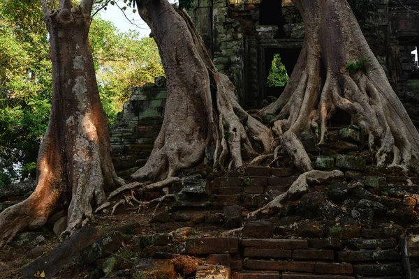 Ta Prohm famous jungle tree roots embracing Angkor temples, revenge of nature against human buildings, travel destination Cambodia.