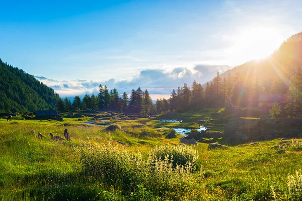 Paesaggio Alpino Torrente Montagna Ambiente Idilliaco Tra Prati Rocciosi Bosco — Foto Stock