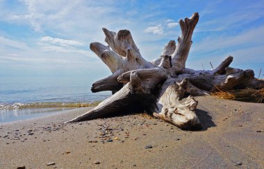 Arka plan mavi gökyüzü ile dalgaların karaya attığı odun. Gölgeler, ıslak taşlar ve Sunny Beach Michigan Michigan Gölü üzerinde kuru ot budak