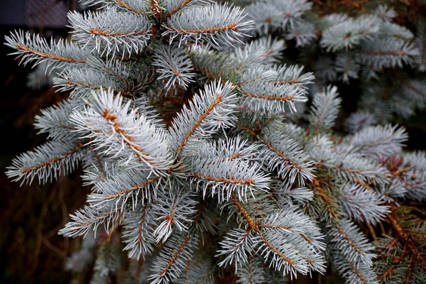 青いトウヒのクローズ アップ テクスチャ クリスマス ツリーの枝 フォーカス クローズ アップで白の小ぎれいなな針 — ストック写真