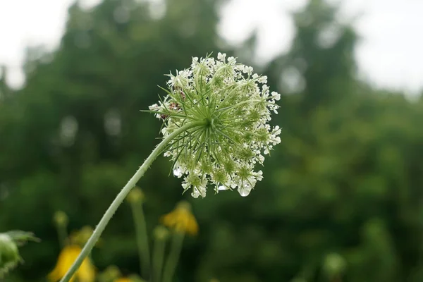 Whight 花が咲く野生のニンジンのクローズ アップの水のドロップで バック グラウンドで一人で花緑の草 — ストック写真