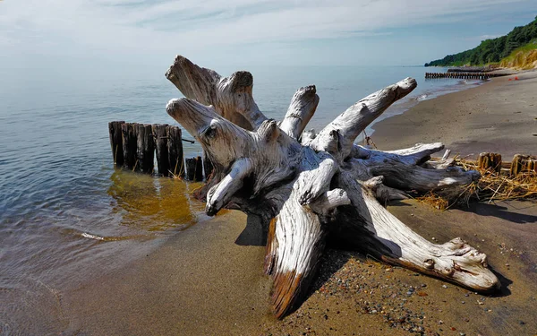 Dalgaların Karaya Attığı Odun Yeşil Ağaçlar Eski Iskele Arka Mahvediyor — Stok fotoğraf