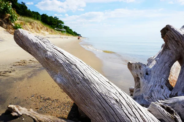 Beyaz Sürüklenen Güdük Bir Sandy Beach Bir Insan Figürü Ile — Stok fotoğraf
