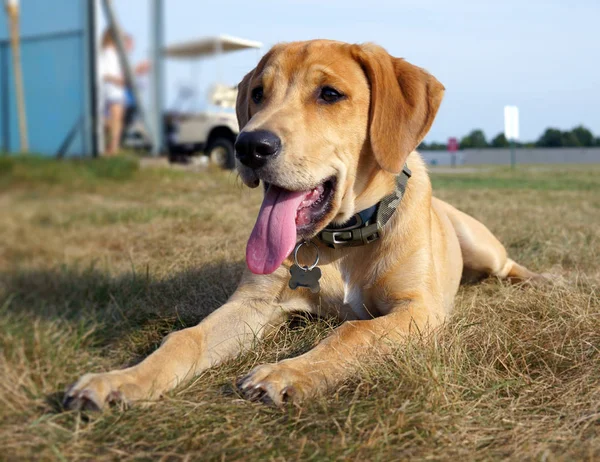 Sarı siyah ağız Cur yavru köpek dilini dışarı asılı ile kırsal çim üzerinde yalan