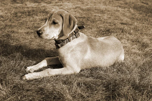 Siyah ağız Cur köpek kırsal çimenlerin üzerinde yatıyor. Sepya stil içinde köpek yavrusu.
