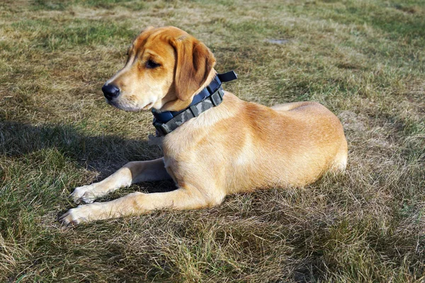Siyah ağız Cur köpek kırsal çimenlerin üzerinde yatıyor. Düşünceli bir köpek yavrusu fotoğrafı.