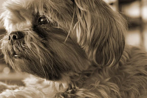 Yorkshire terrier düşünceli mesafe içine bakarak bina duvar yanındaki yalan. Shih tzu ve a Yorkshire korkunç.