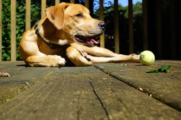 Köpek onun ton ile kırsal ahşap zemin üzerinde yalan oynamaktan yorgun
