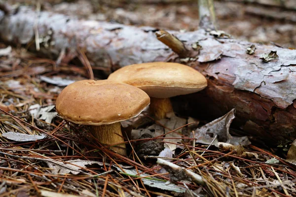 Dois Cogumelos Com Chapéu Marrom Cresceram Lado Log Caído Cogumelos — Fotografia de Stock