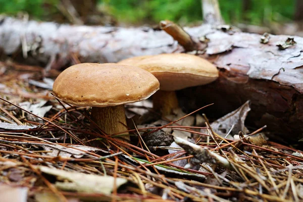 Two mushrooms with a brown hat grew next to the fallen log. Mushrooms are in the forest surrounded by foliage and spruce needles. Name of mushroom Lexinum, white fungus.