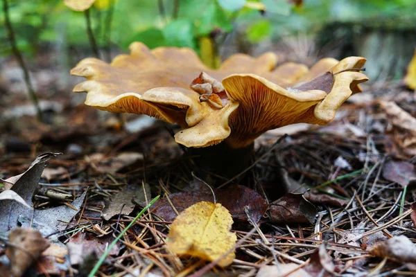 Cappello Del Grande Fungo Ondulante Giallo Fungo Cresce Nella Foresta — Foto Stock