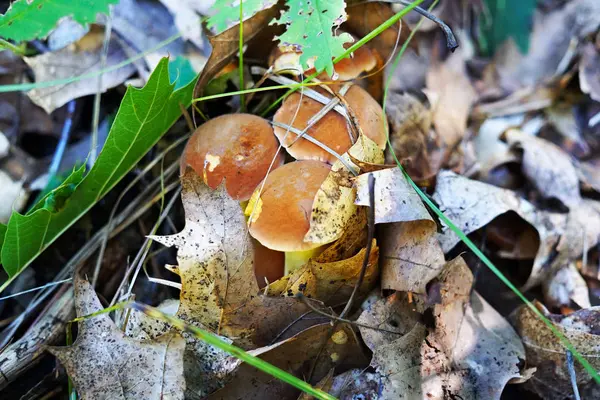 Grupo Cogumelos Jovens Com Chapéu Marrom Fez Seu Caminho Debaixo — Fotografia de Stock