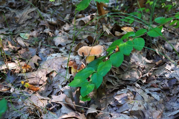 Grupo Cogumelos Com Chapéu Marrom Fez Seu Caminho Debaixo Folhagem — Fotografia de Stock