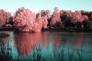 Gölet yakınındaki pembe bitki örtüsü ile bir ağaç. Diğer tarafta büyüyen ağaçlar su yüzeyi bir ayna olarak yansıtır.
