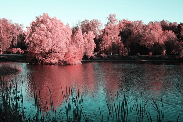 Uma Árvore Com Folhagem Rosa Perto Lagoa Superfície Água Como — Fotografia de Stock