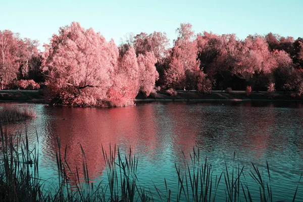 Strom Růžové Listy Poblíž Rybníka Vodní Hladinou Jako Zrcadlo Odráží Stock Obrázky