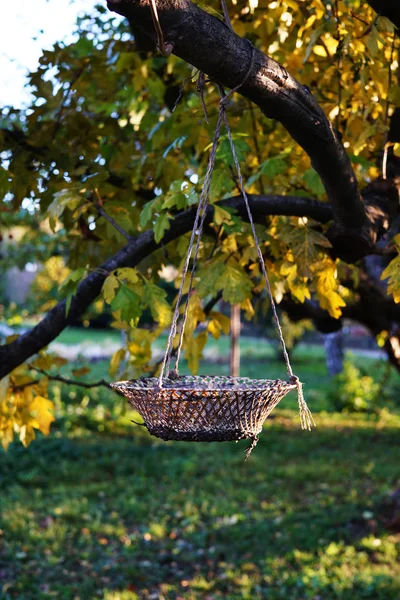 Rope woven basket hanging on a tree branch with yellow leaves. Beautiful Wicker basket at autumn tree. Foliage on the ground around trees in the park. Sun glare on foliage.