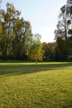 Üç güzel genç sonbahar merkezi alanı ve çevresinde büyük willows ağacında huş ağacı. Sonbahar manzara huş ağacı orman. Sonbahar yaprakları yeşil çimenlerin üzerinde.