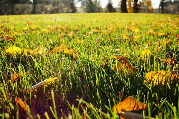 Zielona Trawa Jesiennych Liści Sunlight Przez Listowie Zielone Tło Opadłych — Zdjęcie stockowe