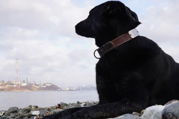 Köpek sahil üzerinde yatıyor ve düşünceli denize doğru görünüyor. Uzak Doğu Rusya, Vladivostok
