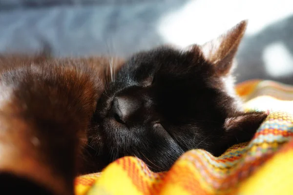 Çikolata Kedi Kanepede uyumak. Bir kedi rahat ve onun pençe yakın uzanıyordu. Çikolata renkli kedi üzerinde sarı bir battaniyesinin. Güneş kedi sıcak ve güneş lekeleri kanepede yansıtılır.
