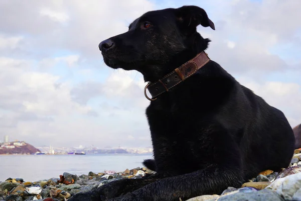 Büyük siyah köpek sahil üzerinde yatıyor ve düşünceli denize doğru görünüyor. Uzak Doğu Rusya, Vladivostok