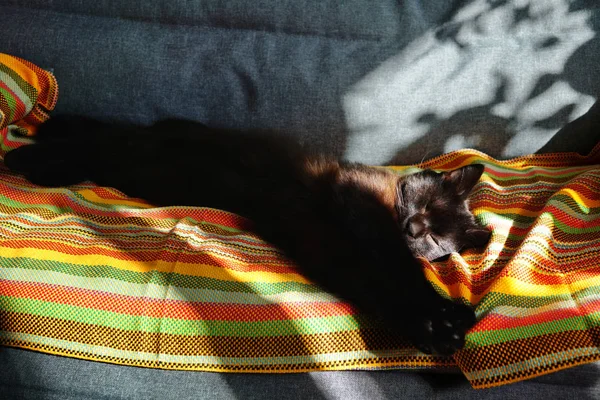 Eine Schokoladenfarbene Katze Schläft Auf Einer Gestreiften Decke Die Sonne — Stockfoto