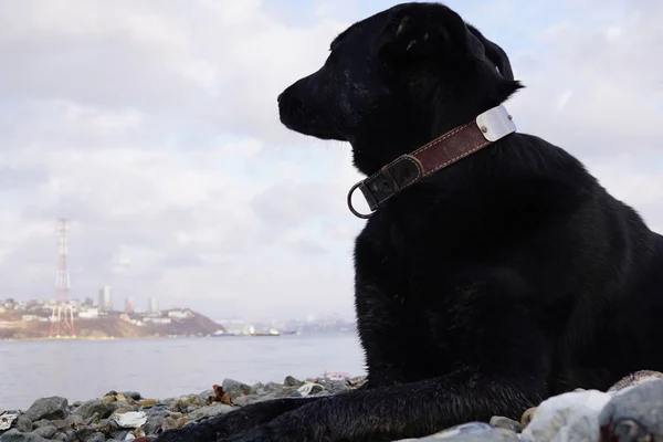 Liegt Der Hund Meeresufer Und Blickt Nachdenklich Zum Meer Weit Stockfoto