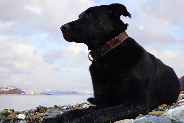 Großer Schwarzer Hund Liegt Meeresufer Und Blickt Nachdenklich Richtung Meer Stockbild