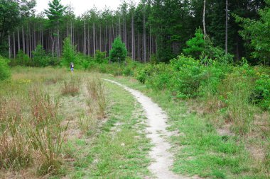 İğne yapraklı ve yaprak döken ağaçlar ile orman boyunca iz. Bir kişi uzak yolda yürüyor