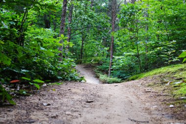 Yolu ormandaki ağaçların dalları bir sürü arasında. ABD, Michigan