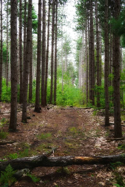 Floresta Profunda Com Caminho Tronco Árvore Caído Primeiro Plano Uma — Fotografia de Stock