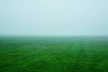 Yeşil çimen sabah sis. Kalın sis yeşil çim üzerinde. ABD, Michigan, Grand Haven