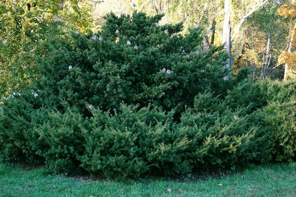 Büyük geniş Ladin ile dallar üzerinde birçok serçeler. Yeşil çimenlerin üzerinde bir parkta açık havada geniş Noel ağacı. Moscow, Rusya Federasyonu