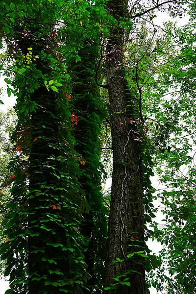 Ağaç gövdeleri üzerinde ortak Ivy. Yağda boyalı. ABD, Michigan Eyaleti